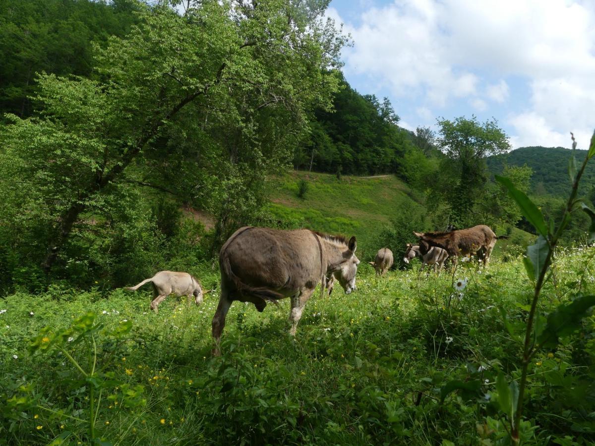 Source Nature Mas-d'Azil 外观 照片